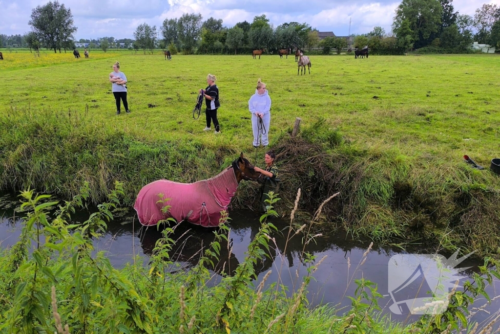 Brandweer redt dier uit benarde situatie