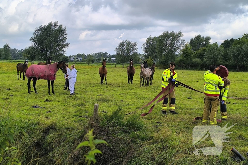 Brandweer redt dier uit benarde situatie