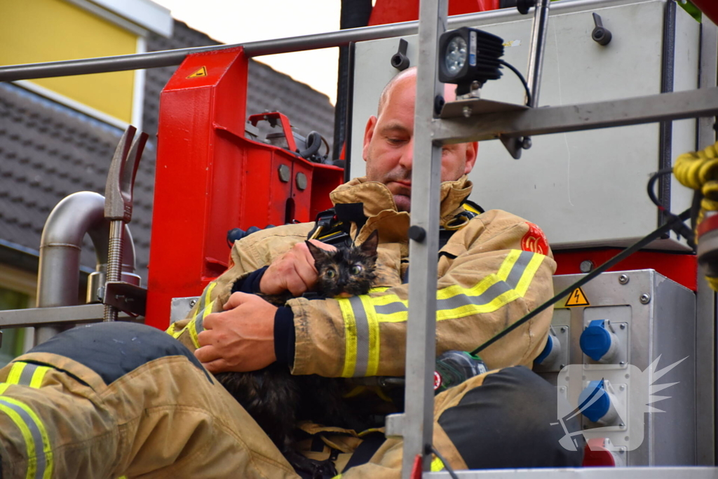 Brandweer redt kat uit boom