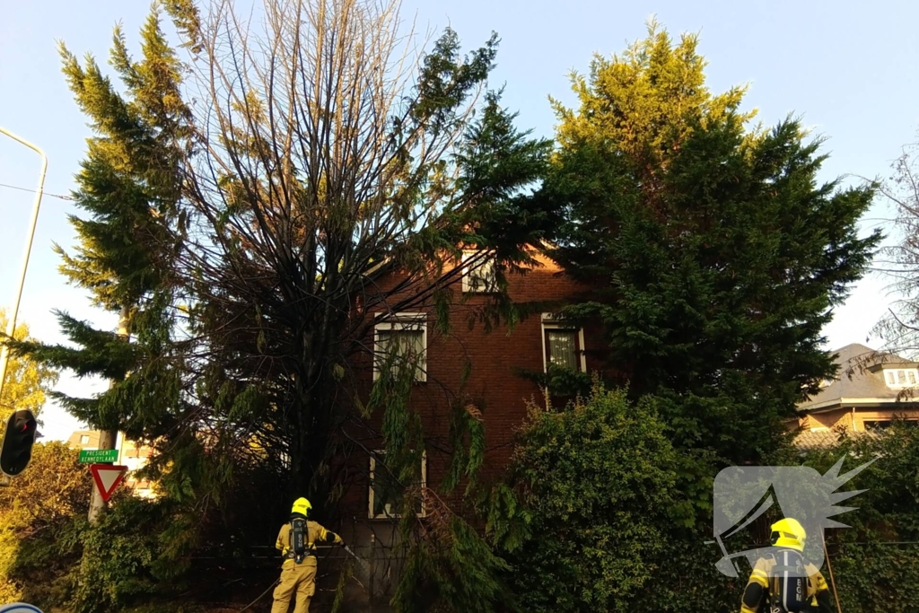 Flinke vlammen bij brand in conifeer