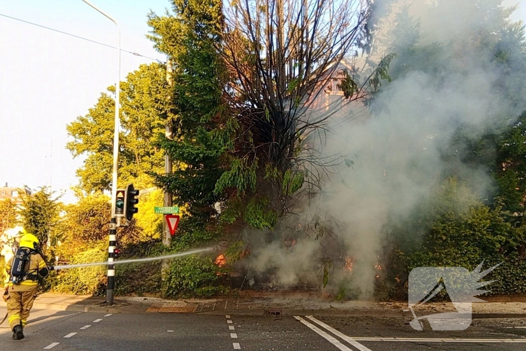 Flinke vlammen bij brand in conifeer