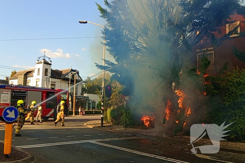 Flinke vlammen bij brand in conifeer