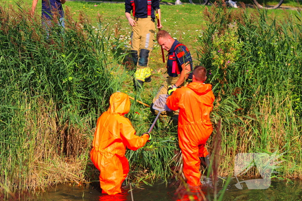 Reiger bevrijdt uit visdraad