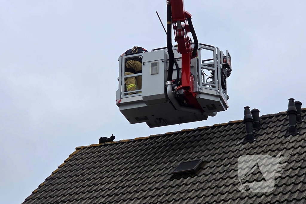 Kat in het bakkie voor Torito
