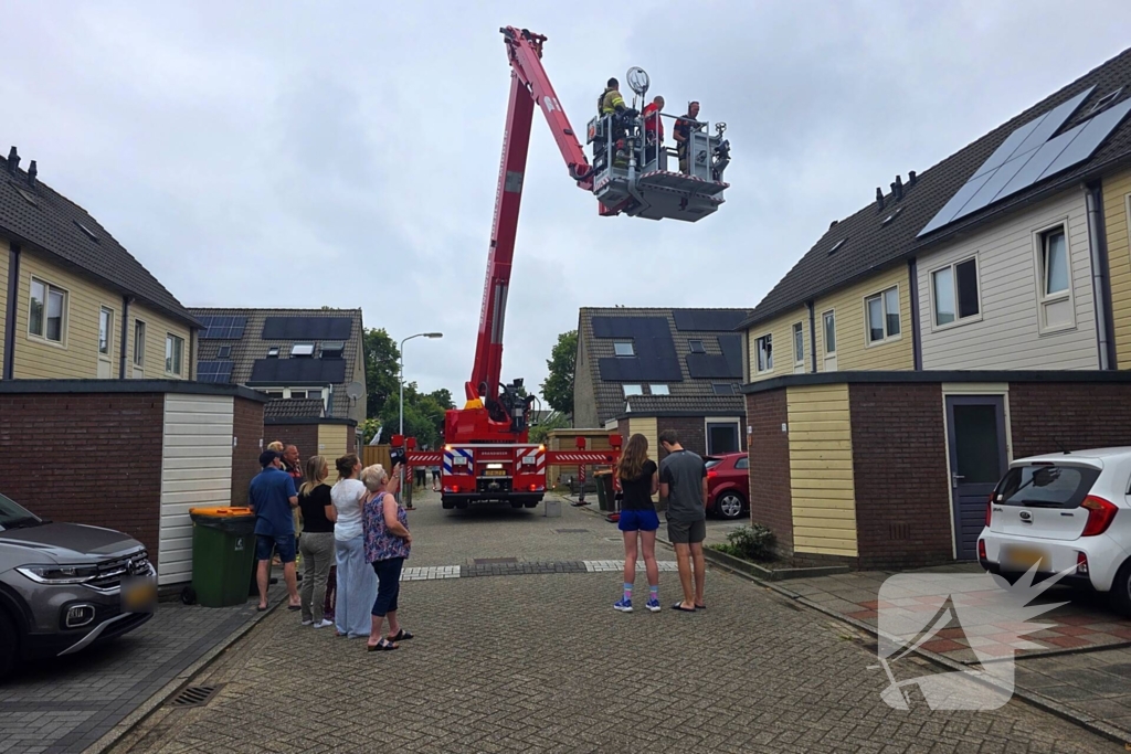Kat in het bakkie voor Torito