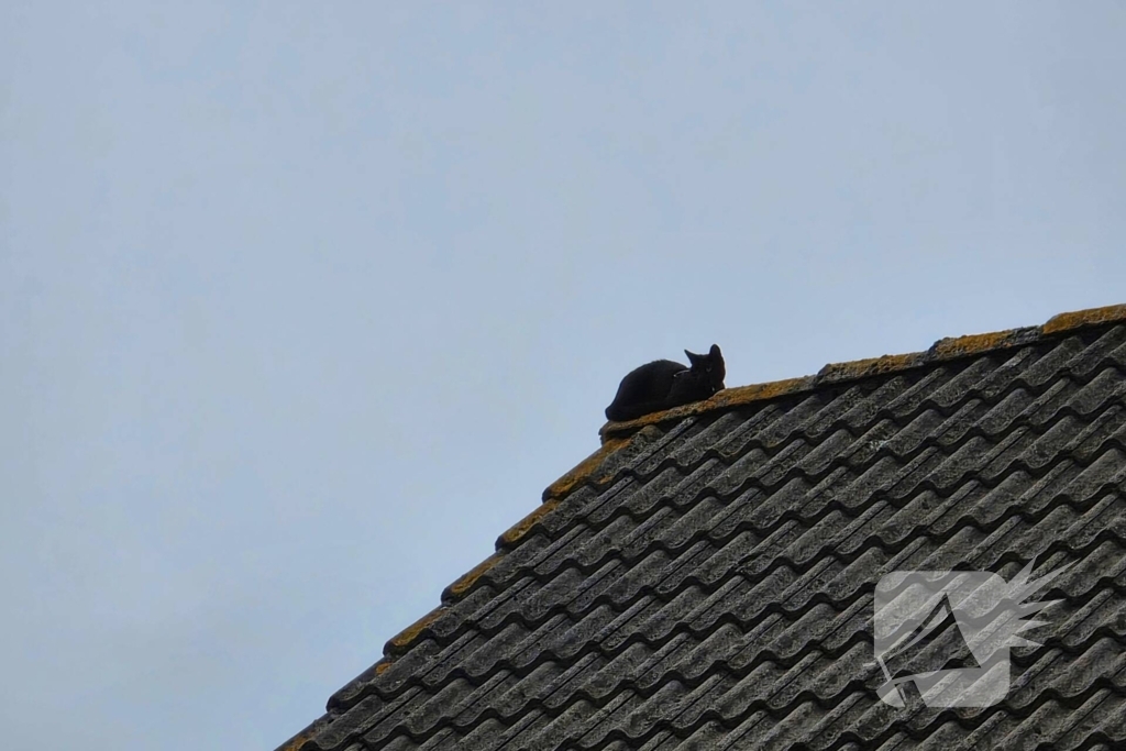 Kat in het bakkie voor Torito