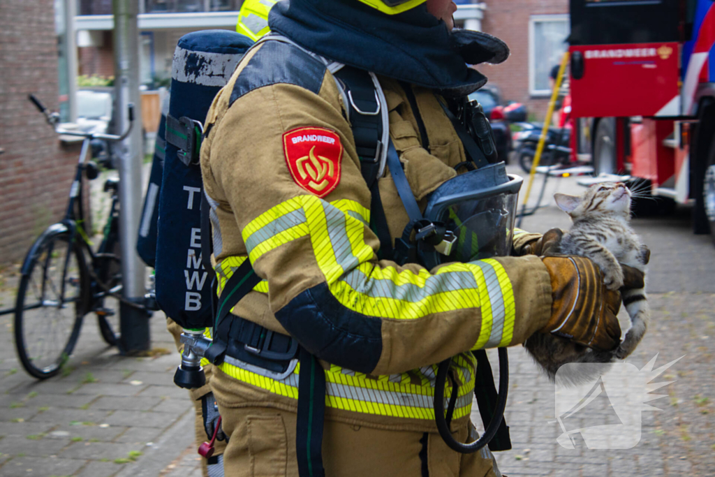 Kittens en kat gered bij brand in woning