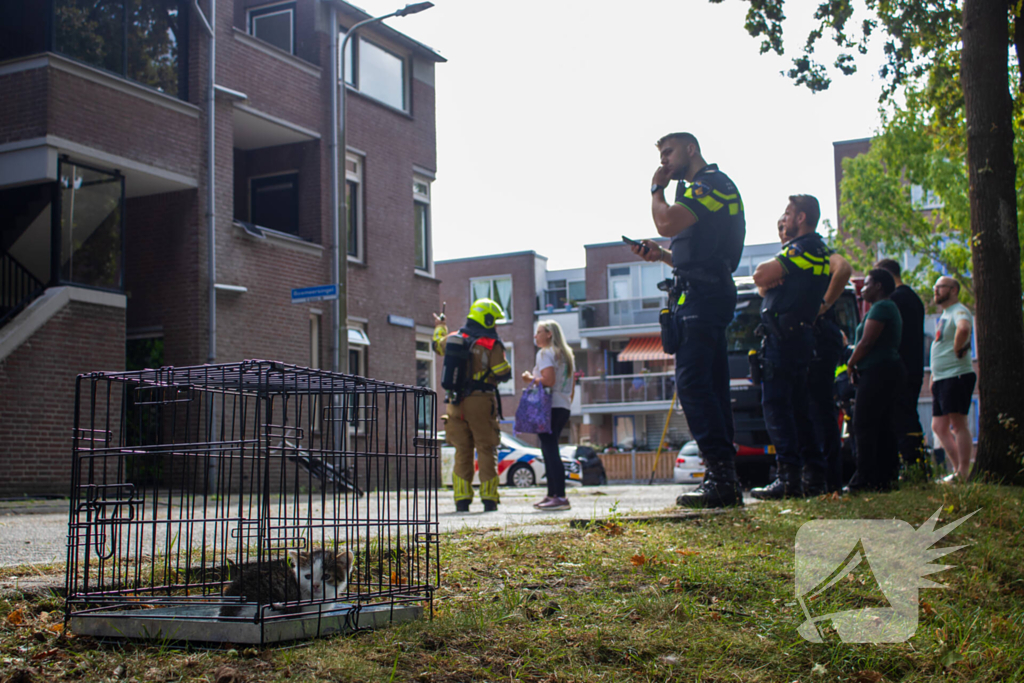 Kittens en kat gered bij brand in woning