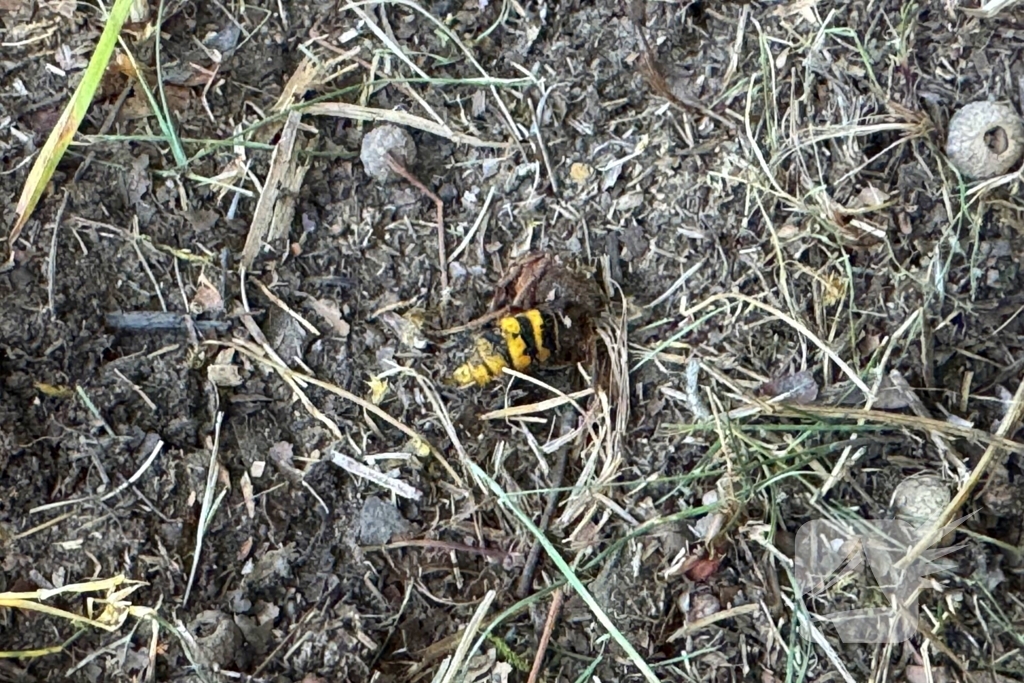 Camper botst tegen boom door bij
