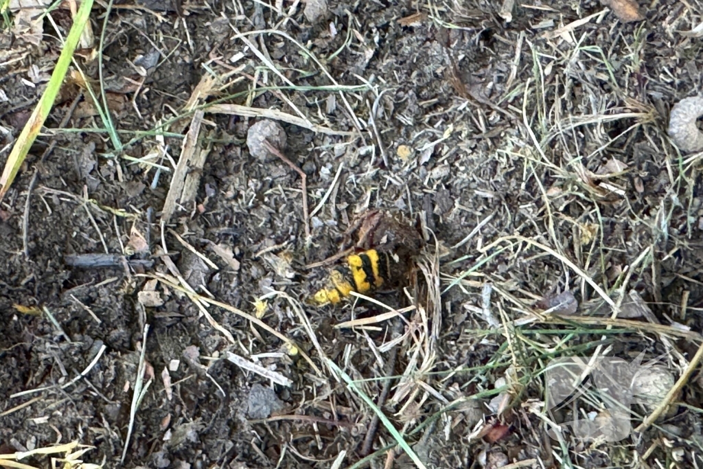 Camper botst tegen boom door bij