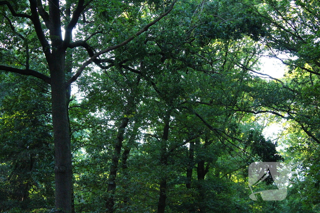 Hoogwerker in storing tijdens verwijderen tak