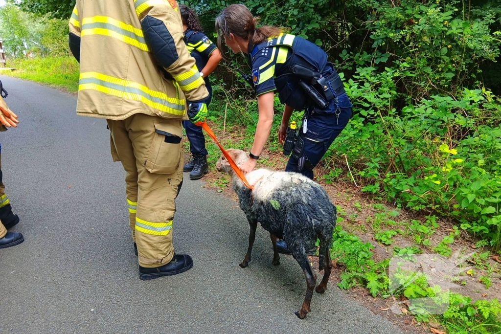 Schaap in nood gered door brandweer