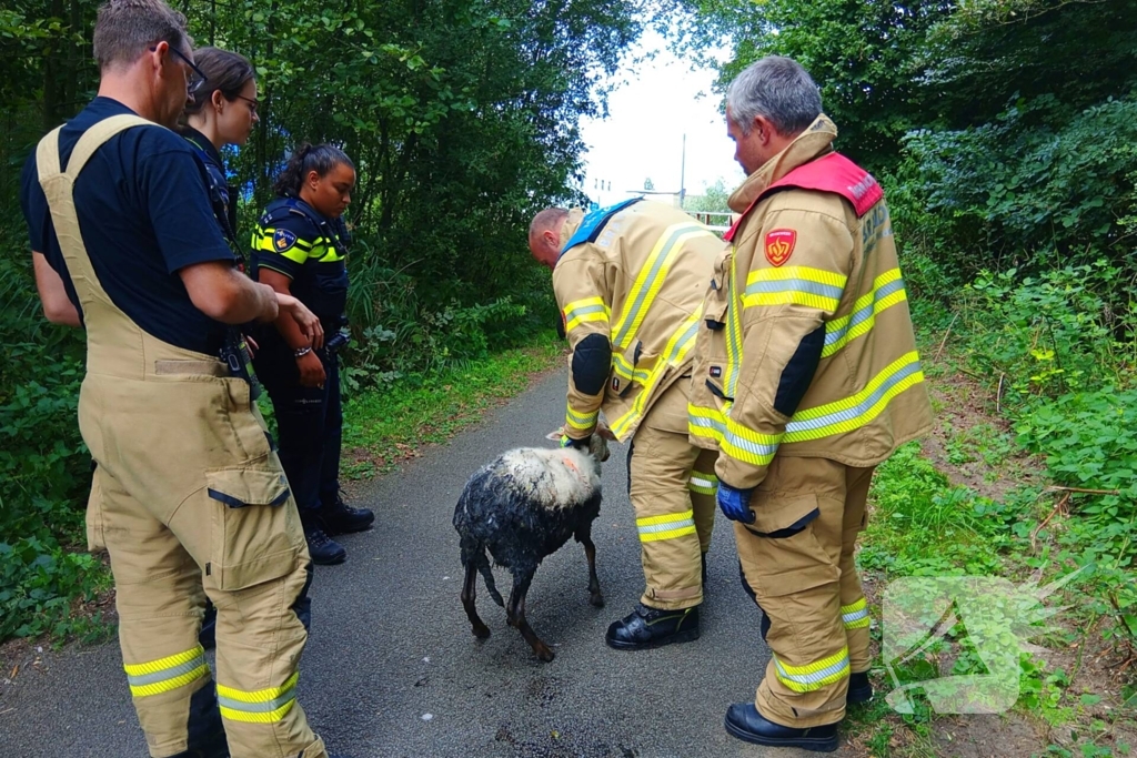 Schaap in nood gered door brandweer
