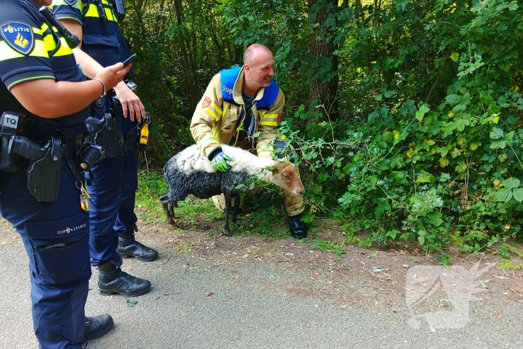 Schaap in nood gered door brandweer
