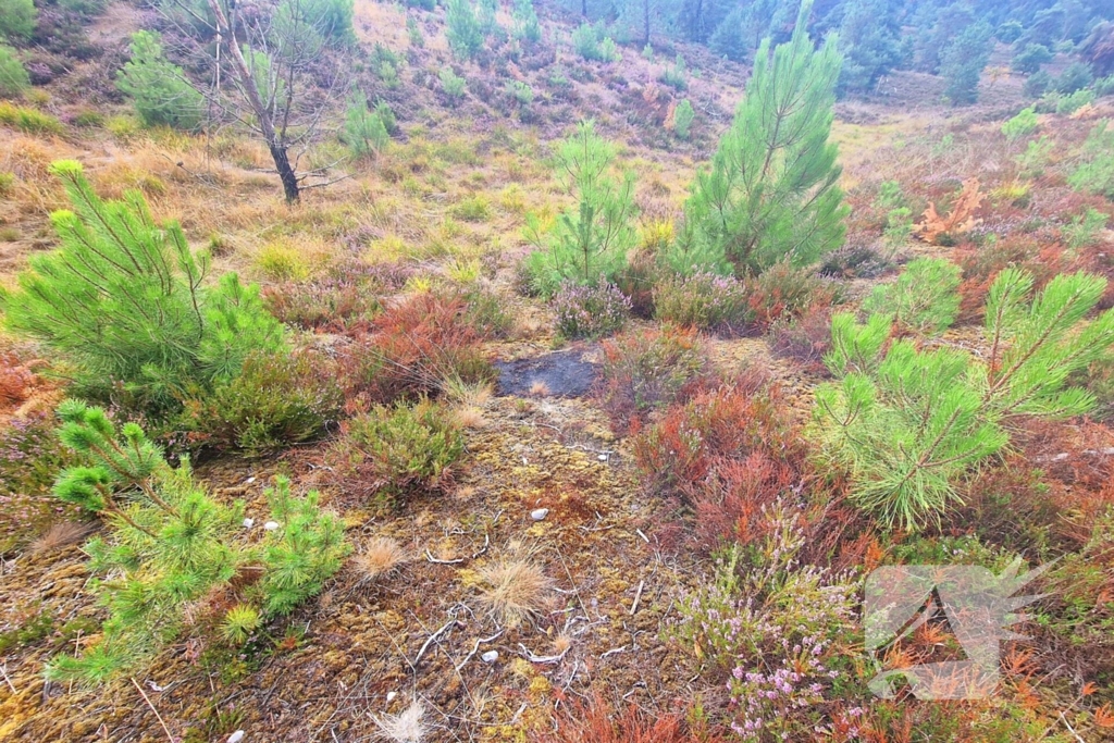 Heidebrand veroorzaakt forse schade