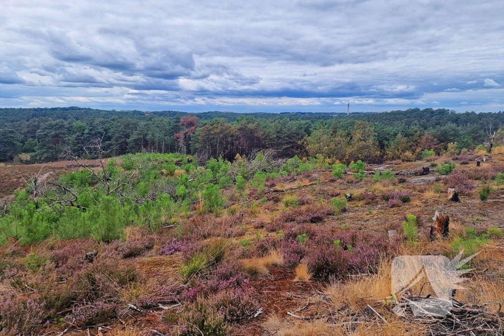 Heidebrand veroorzaakt forse schade