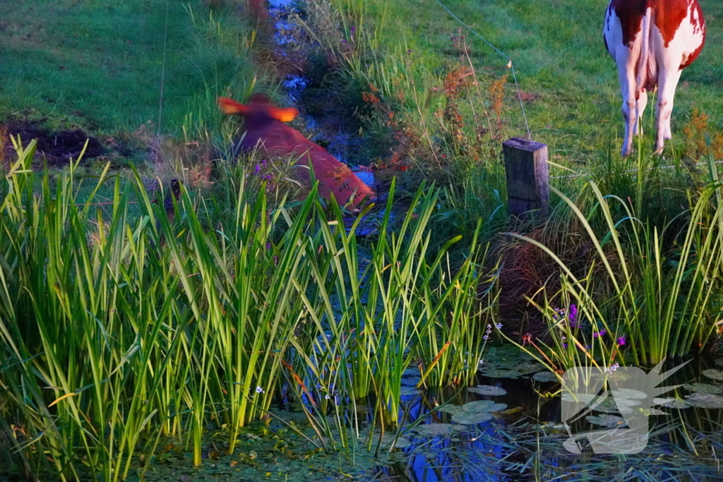 Reddingsactie door brandweer en boer