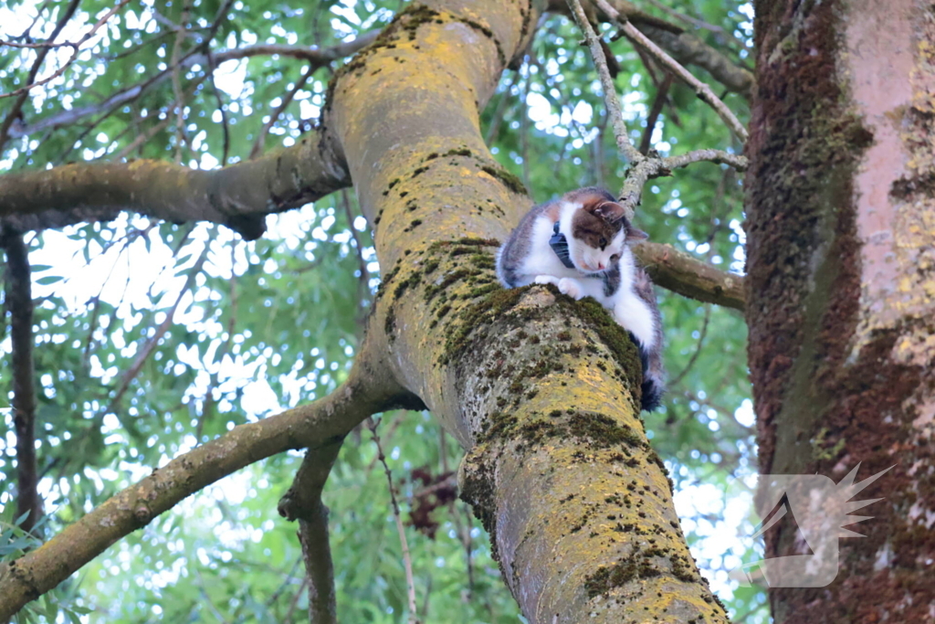 Kat Tigger uit boom gered