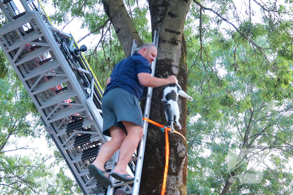 Kat Tigger uit boom gered