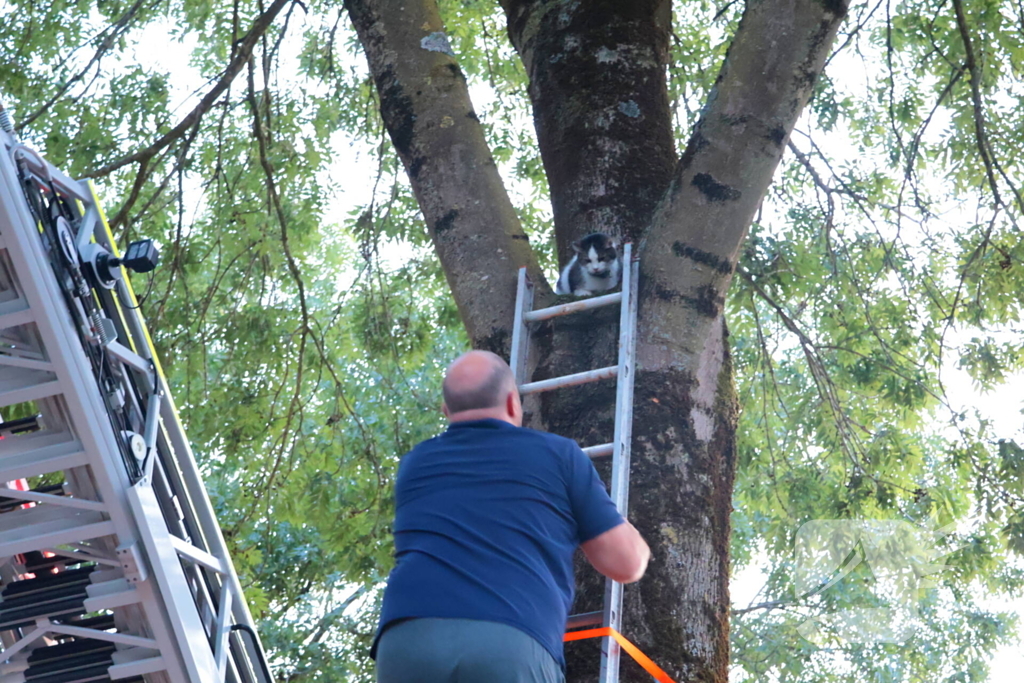 Kat Tigger uit boom gered