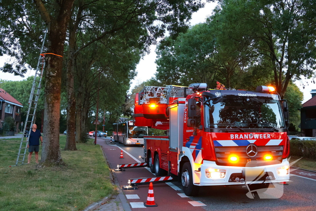 Kat Tigger uit boom gered