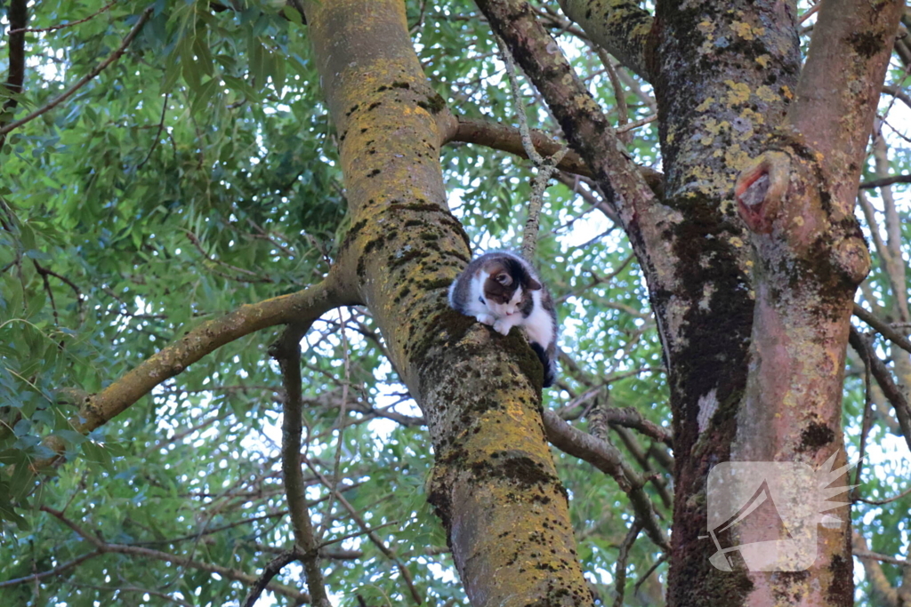 Kat Tigger uit boom gered