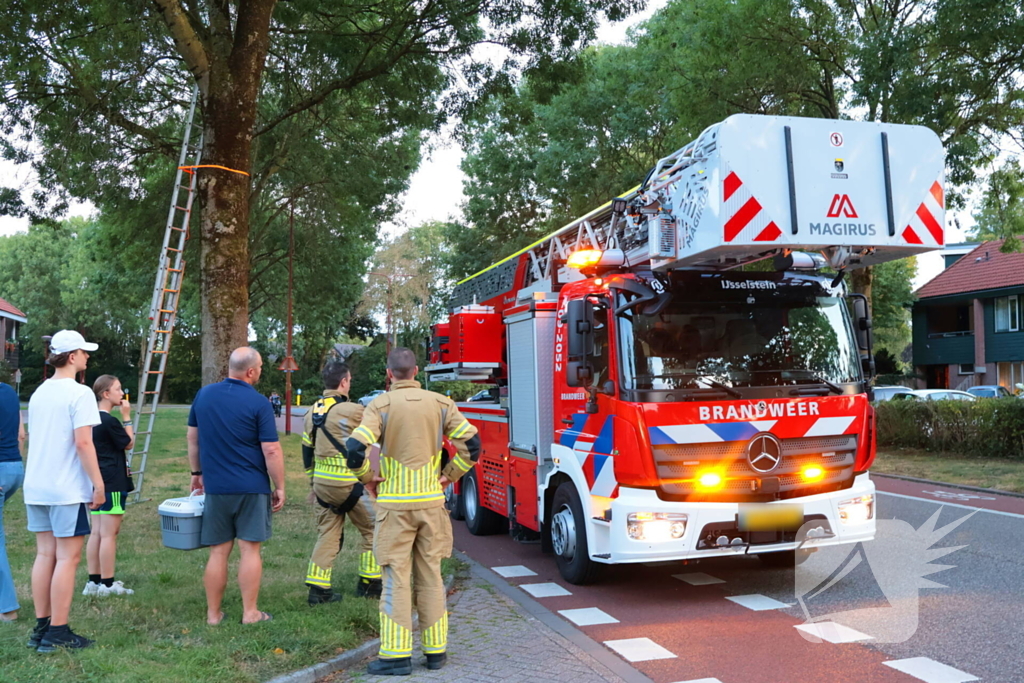 Kat Tigger uit boom gered