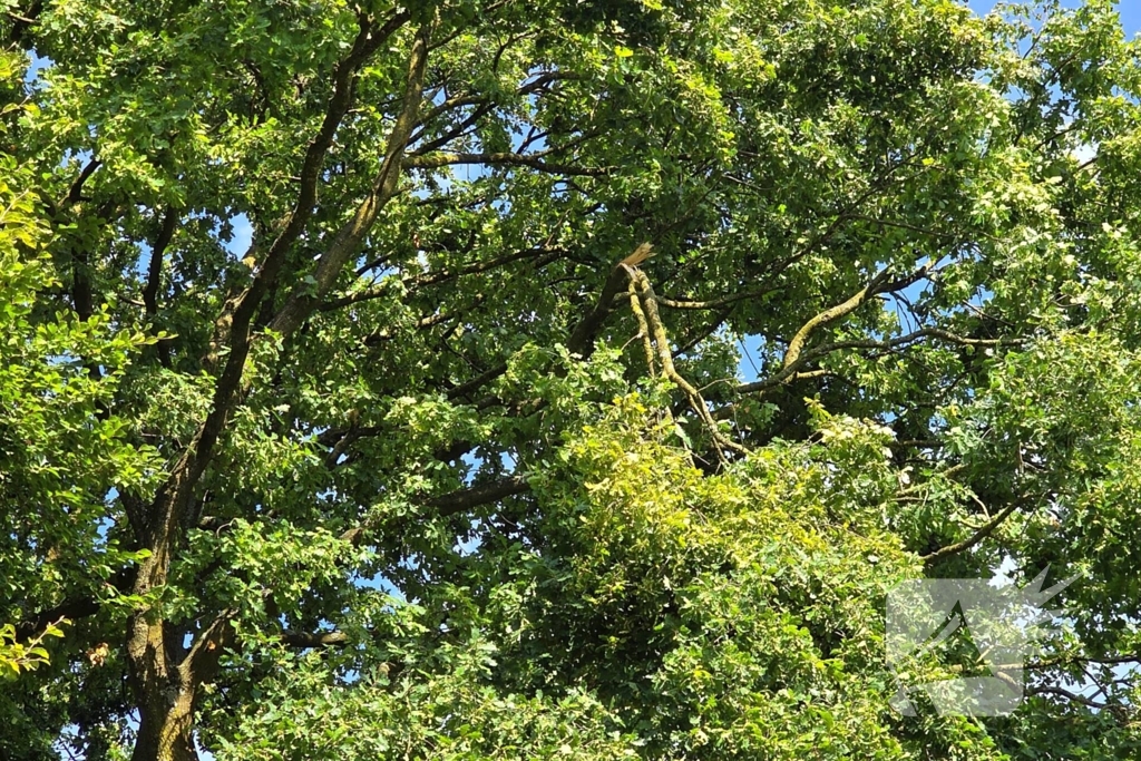 Brandweer verwijdert gevaarlijke hangende tak