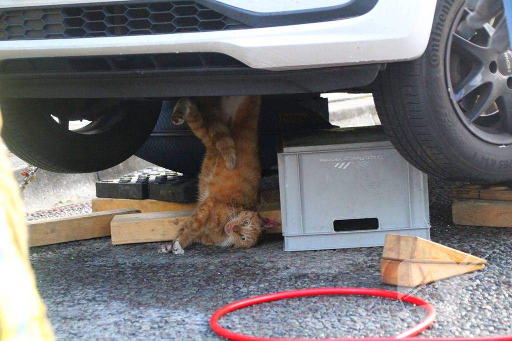 Kat bevrijdt uit motorcompartiment