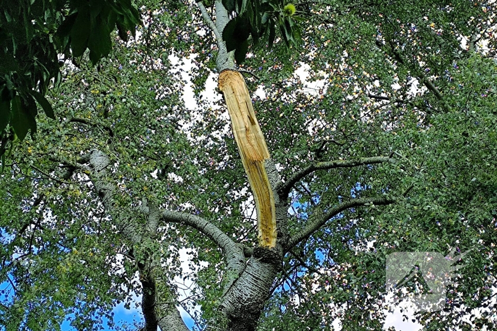 Gewonde door vallende tak