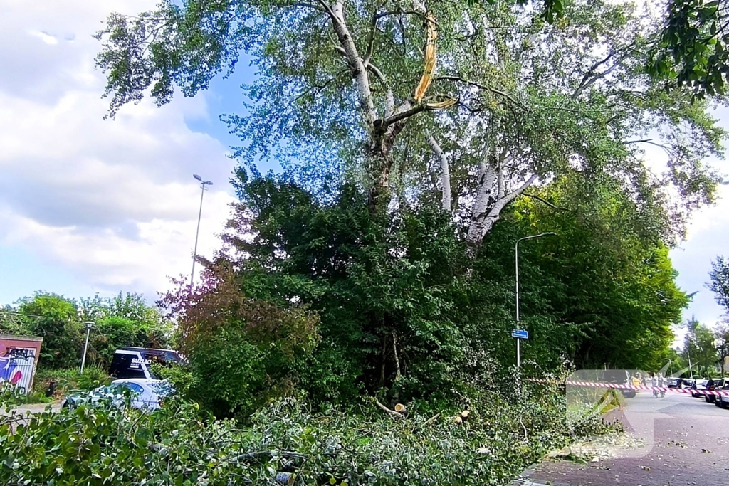 Gewonde door vallende tak