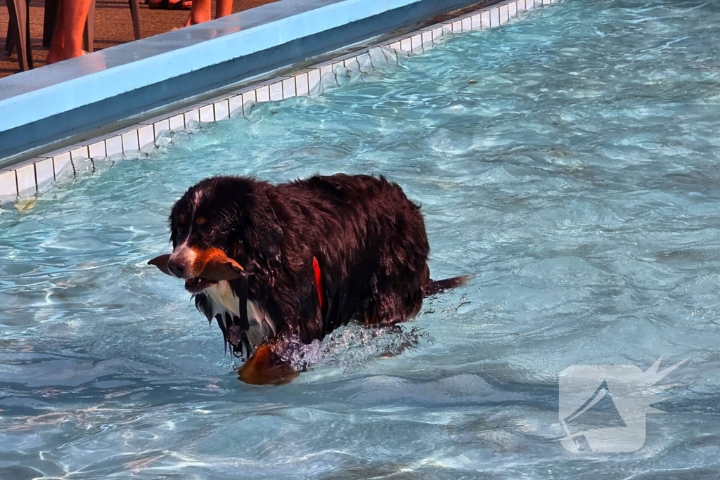 Honden nemen zwembad over tijdens jaarlijkse hondenplons