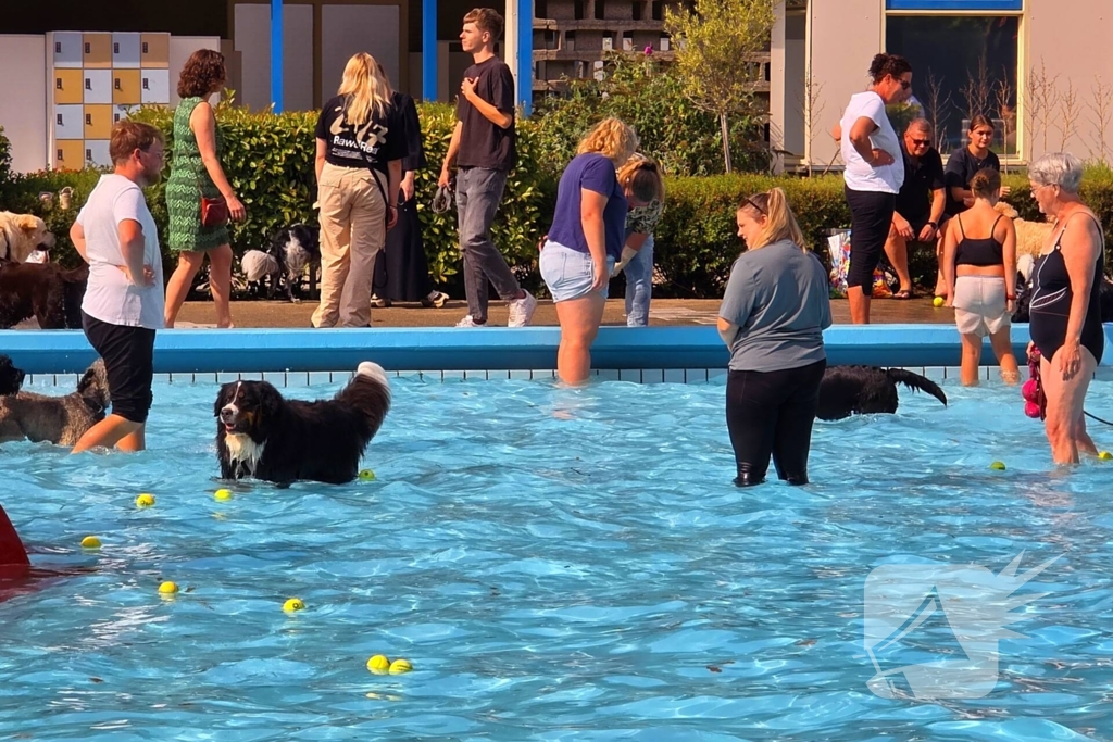 Honden nemen zwembad over tijdens jaarlijkse hondenplons
