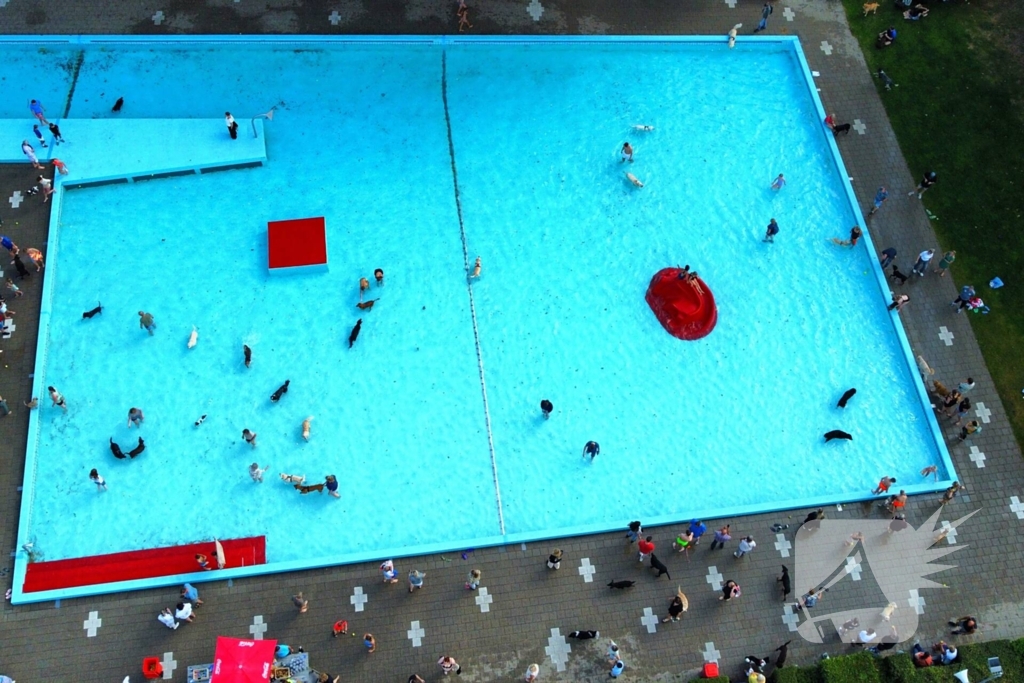 Honden nemen zwembad over tijdens jaarlijkse hondenplons