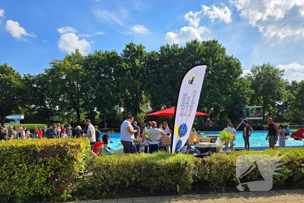 Honden nemen zwembad over tijdens jaarlijkse hondenplons