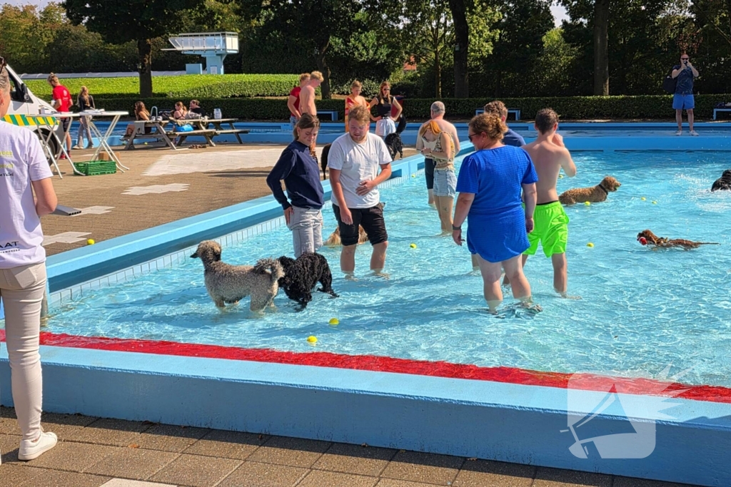 Honden nemen zwembad over tijdens jaarlijkse hondenplons