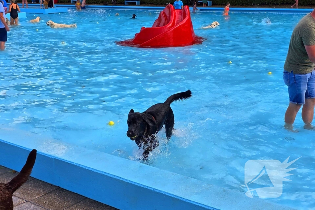 Honden nemen zwembad over tijdens jaarlijkse hondenplons