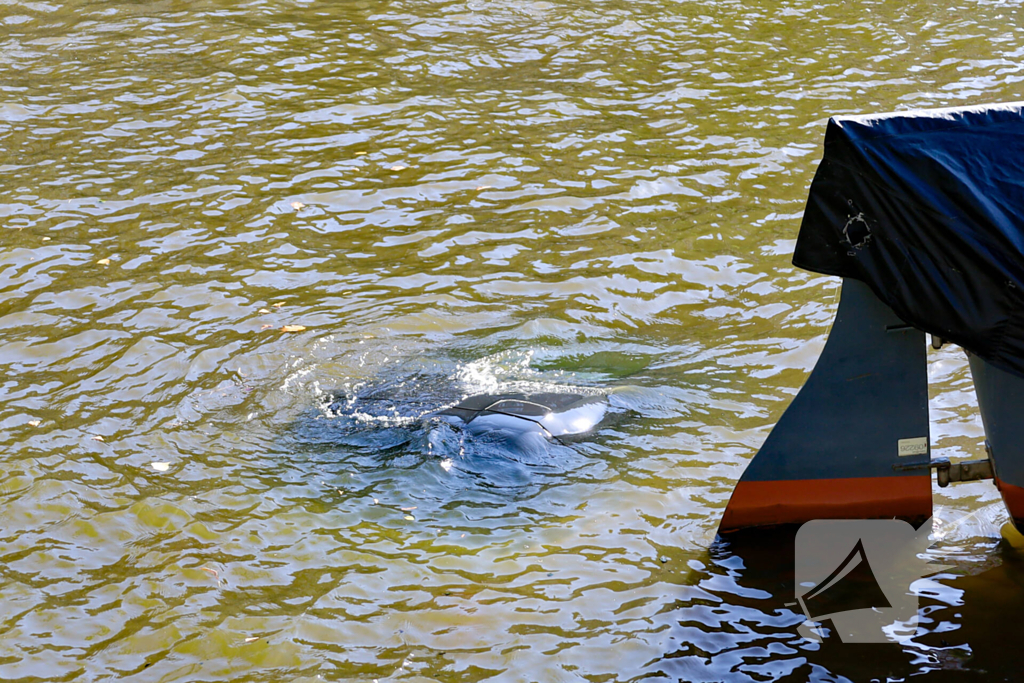 Voertuig te water: eigenaar redt auto zonder slachtoffers