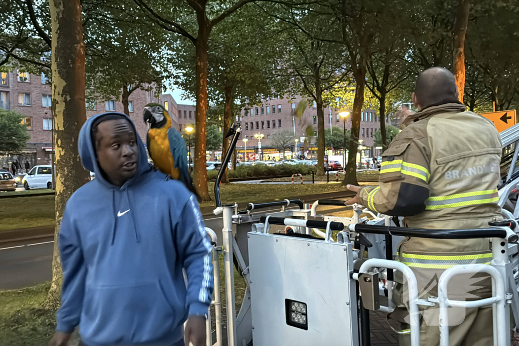 Papegaai uit boom gered