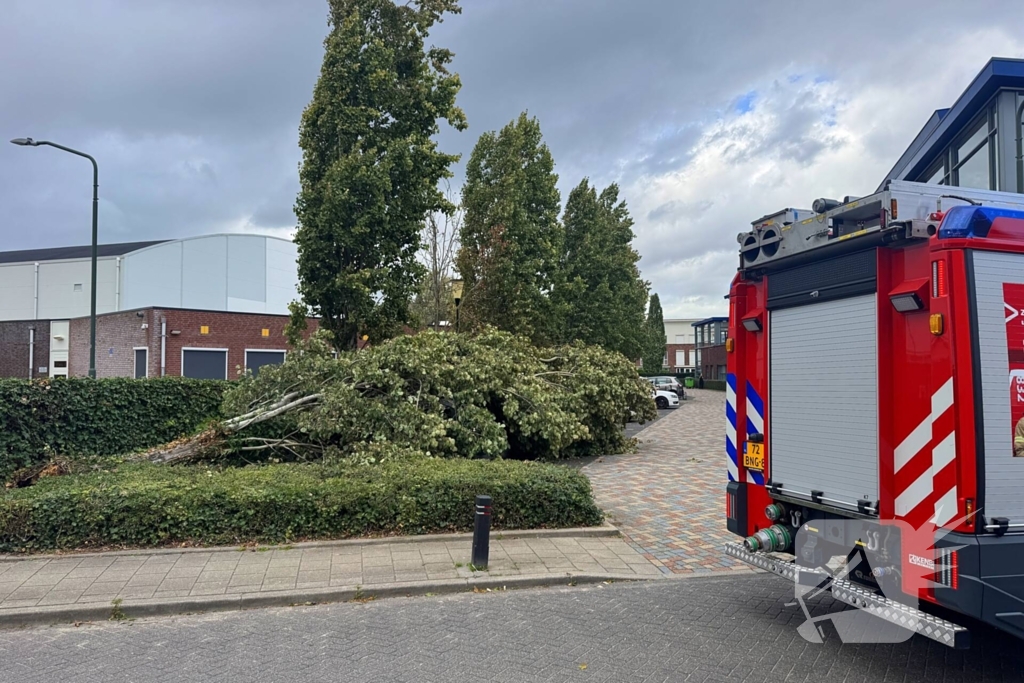 Omgevallen boom beschadigt meerdere auto's