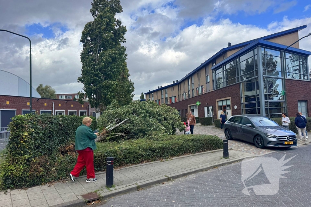 Omgevallen boom beschadigt meerdere auto's