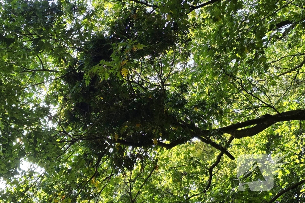 Tak blokkeert fietspad na storm