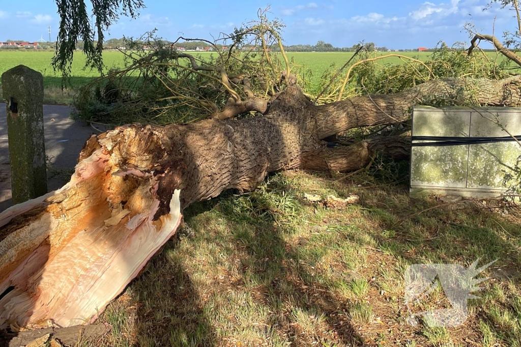 Omgevallen boom leidt tot verkeershinder