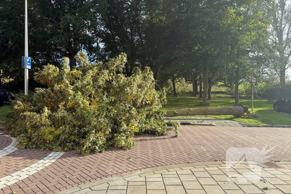 Storm legt boom op weg