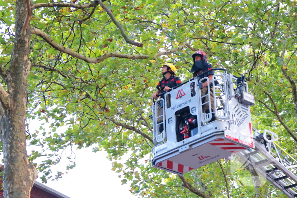 Brandweer verwijdert takken uit boom na natuurincident