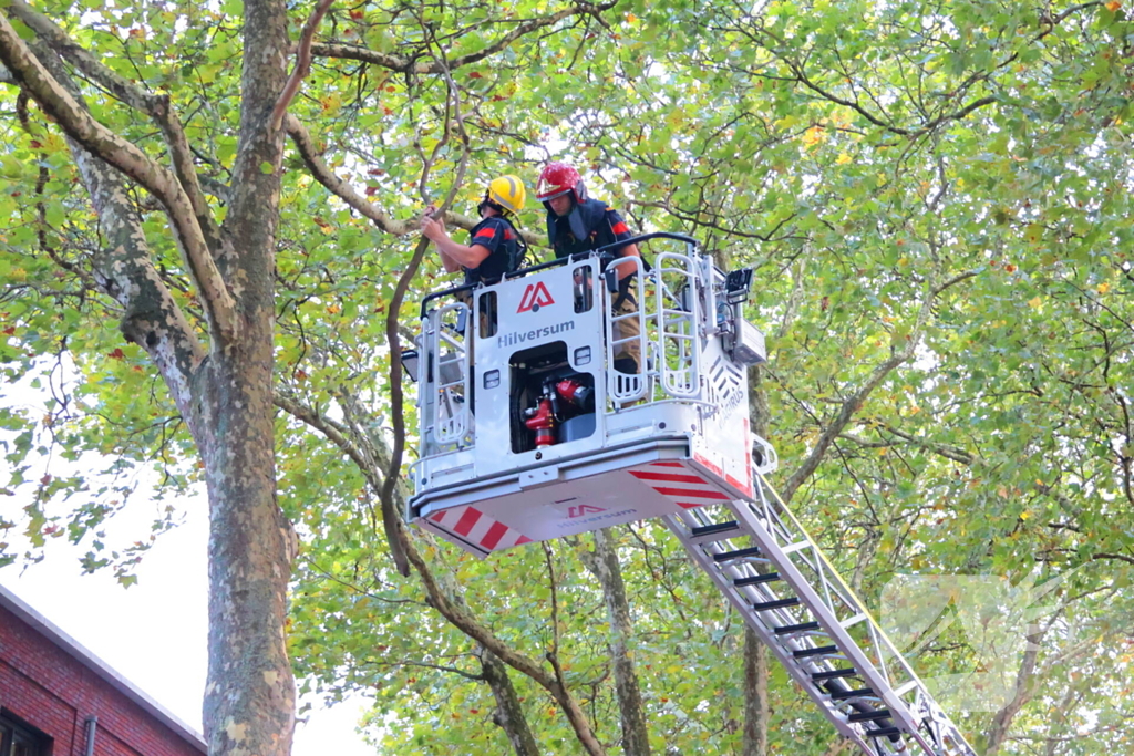 Brandweer verwijdert takken uit boom na natuurincident
