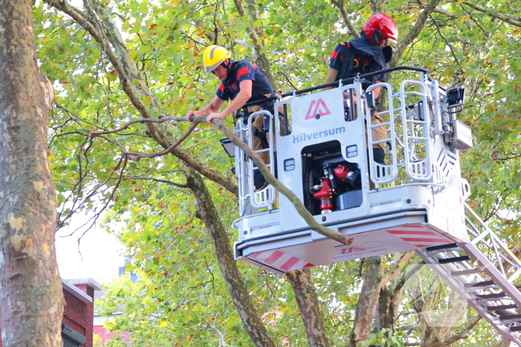 Brandweer verwijdert takken uit boom na natuurincident