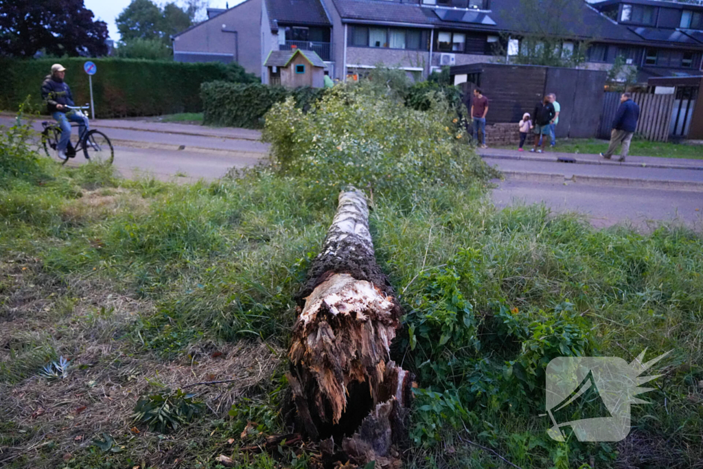Boom blokkeert weg na zware wind
