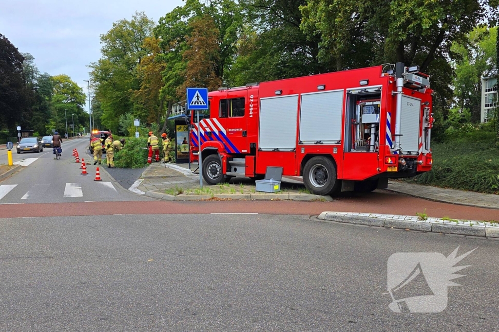 Omgevallen de boom mist fietser op haar na