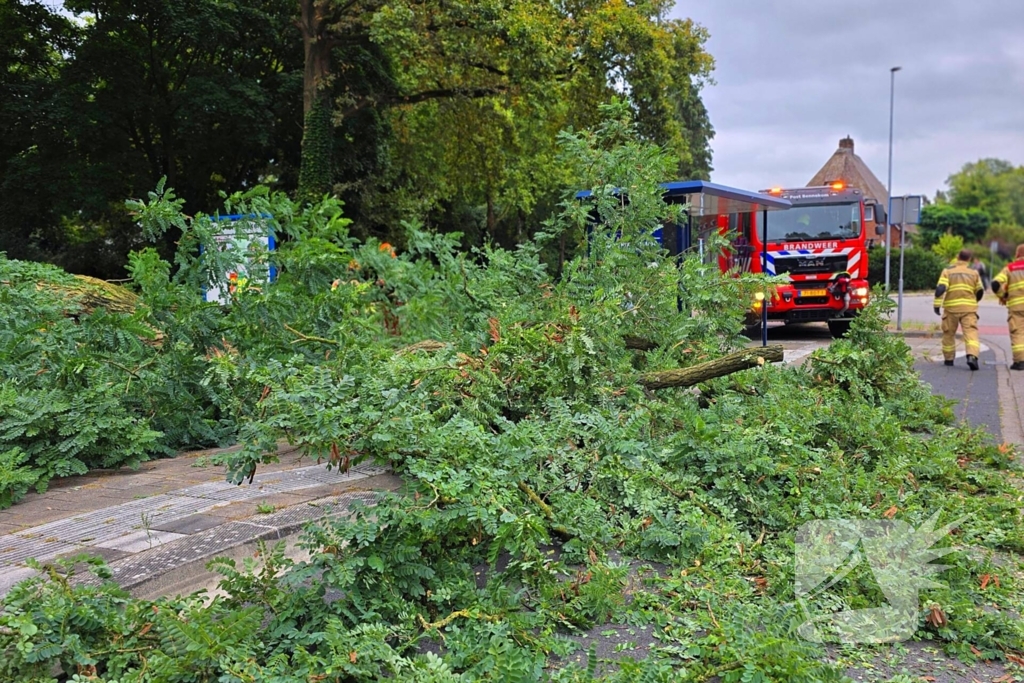 Omgevallen de boom mist fietser op haar na